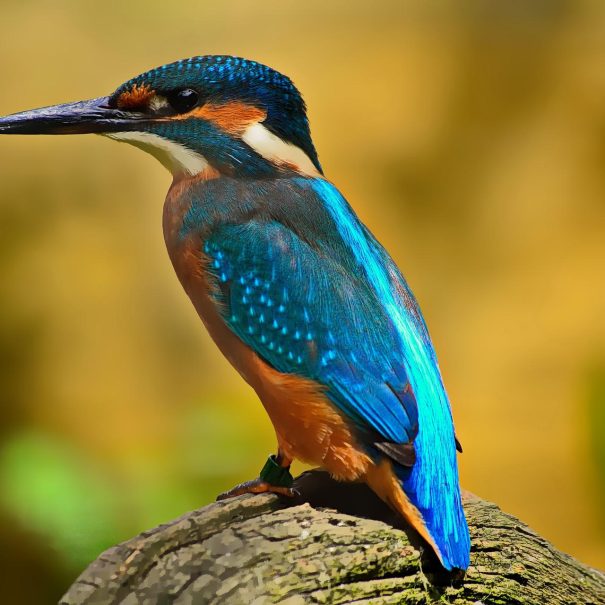 bird-g76a55479d_1920 bird-g76a55479d_1920