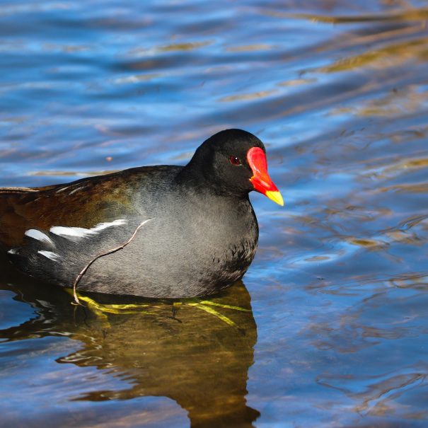 moorhen-g16482674c_1920 moorhen-g16482674c_1920
