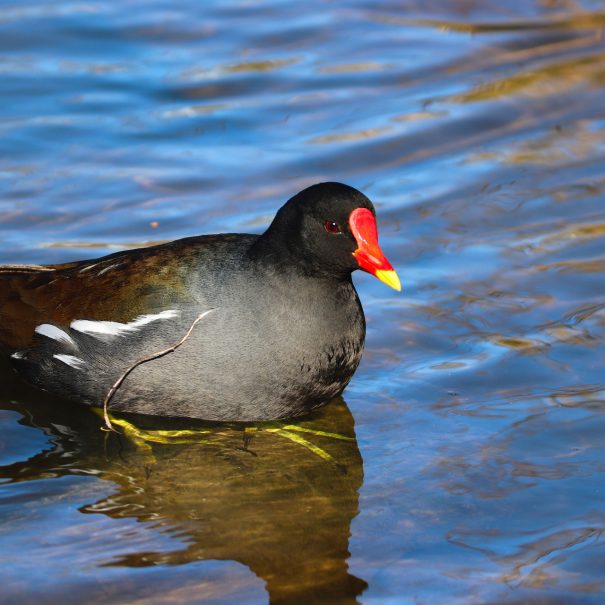 moorhen-g16482674c_1920