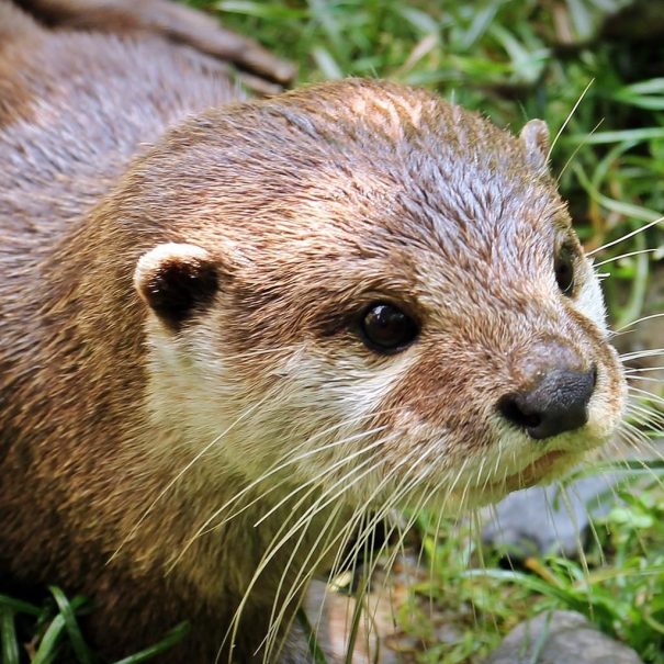 otter-g407f95734_1920-q2jaqa1bkwtzn9pmdrilx0rr04dxx3lzg9o8zb4oc4 otter-g407f95734_1920-q2jaqa1bkwtzn9pmdrilx0rr04dxx3lzg9o8zb4oc4